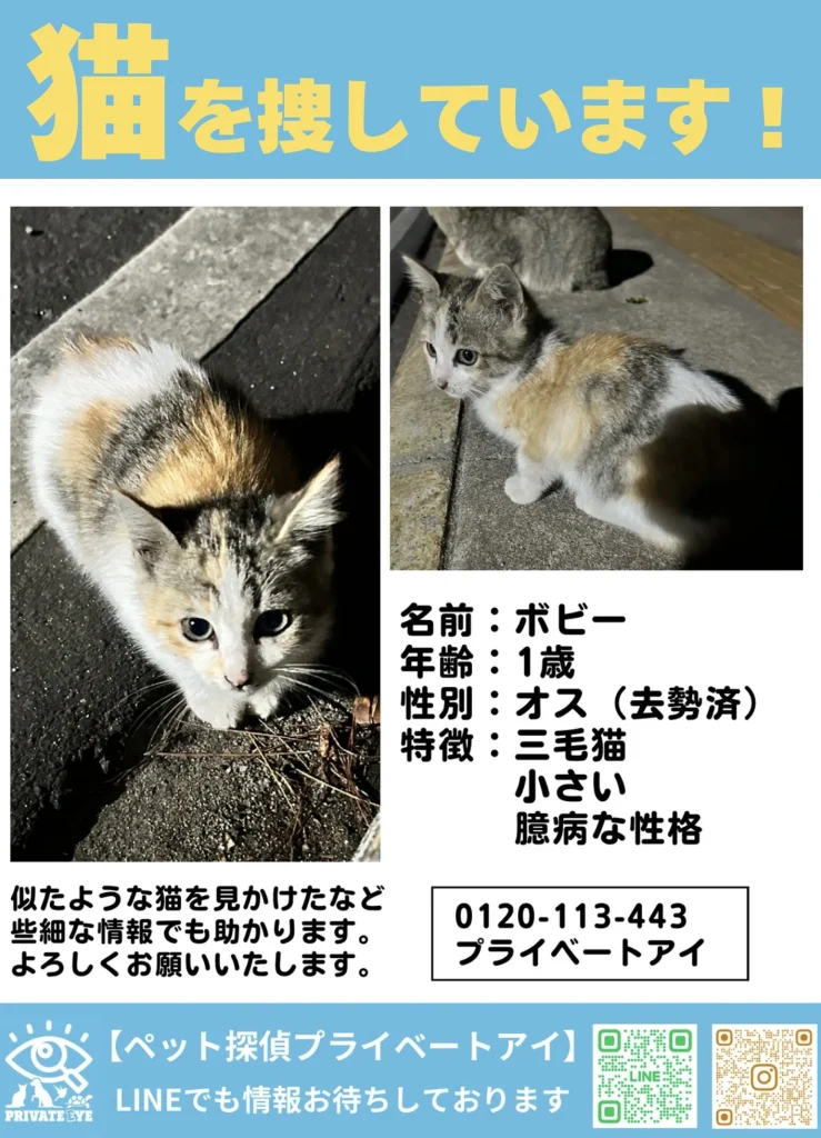 迷子ペットの情報が掲載されたチラシ