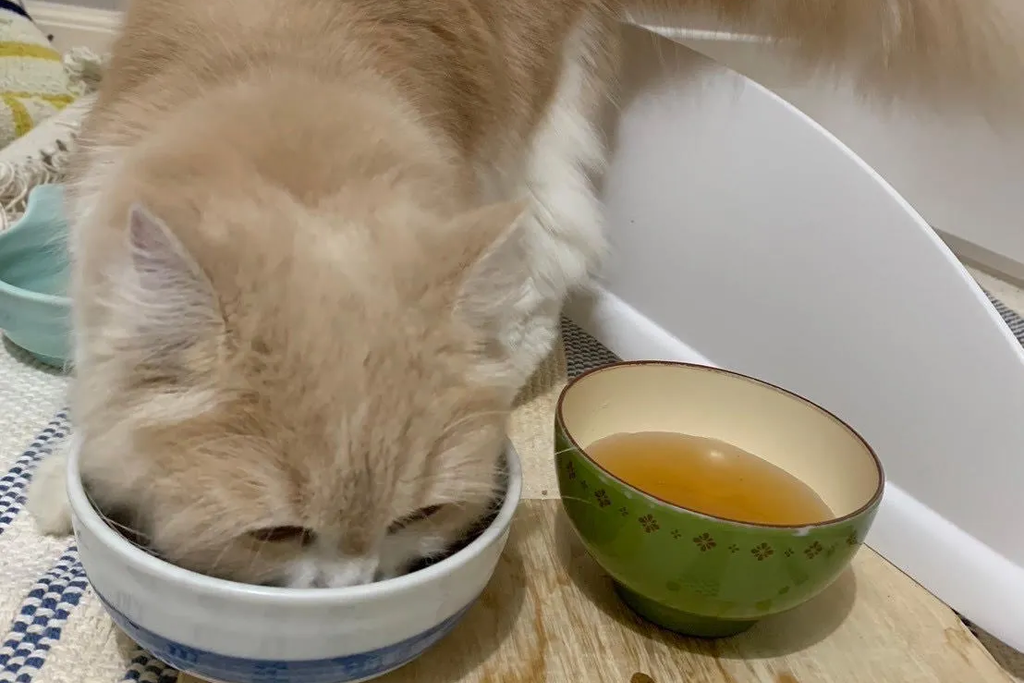 【迷子猫】上田市のワタちゃんを無事に保護！ペット探偵による事例をご紹介