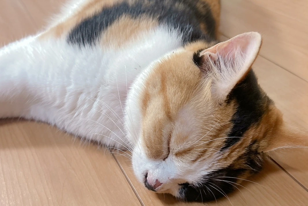 【迷子猫】龍ケ崎市のミーちゃんを無事に保護！ペット探偵による事例をご紹介