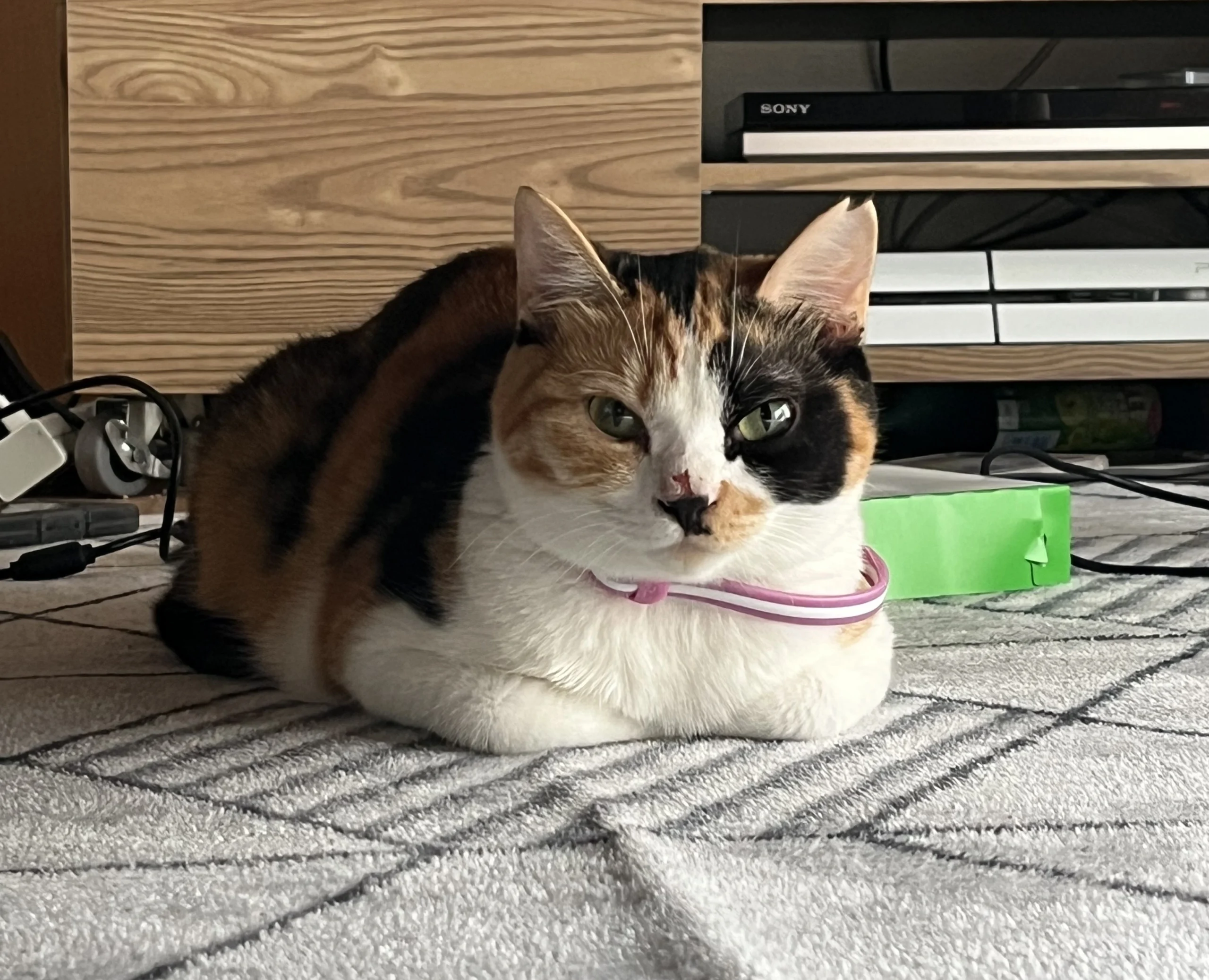 無事に保護ができた龍ケ崎市のミーちゃん