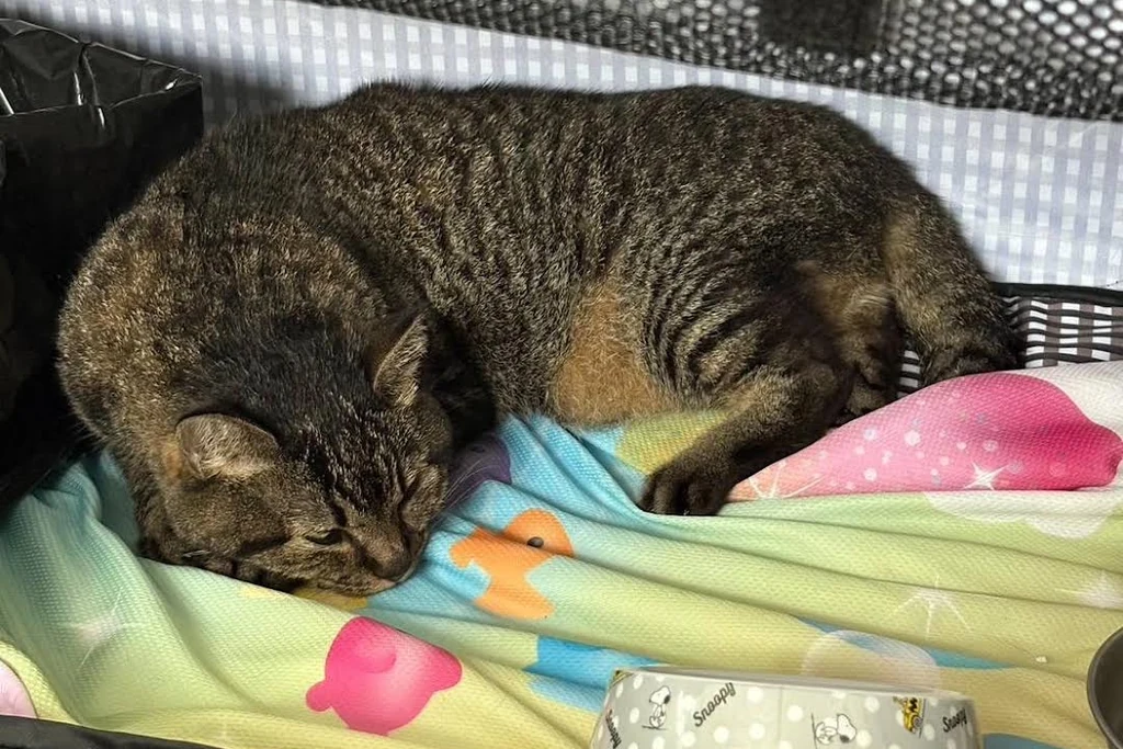 自宅横の家との隙間で発見され保護された福井市のネロちゃん