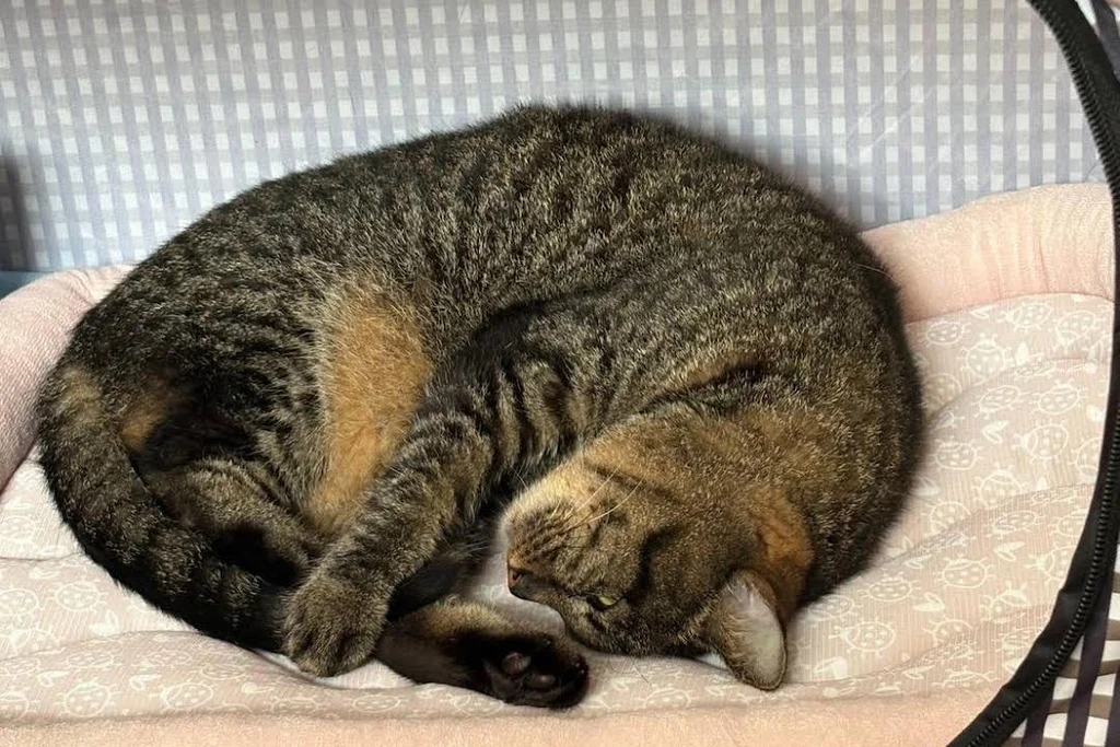 福井市で無事に保護された迷子猫のネロちゃん