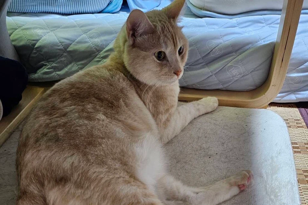 保護後に自宅でくつろぐ猫のコハクくん