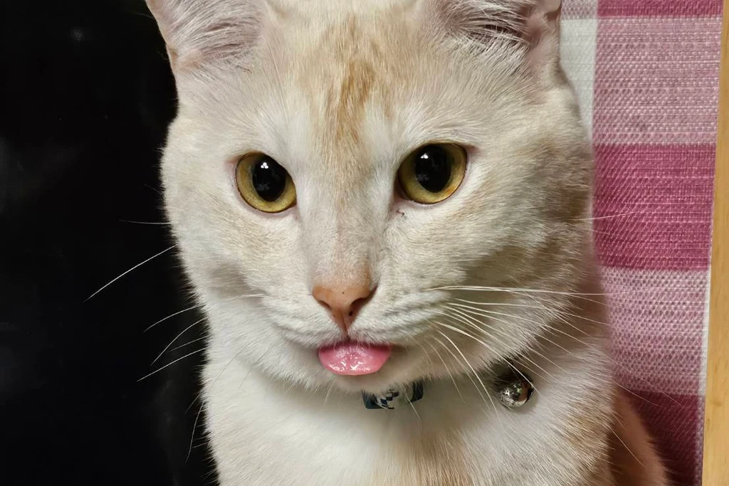丸亀市で無事に保護された猫のコハクくん