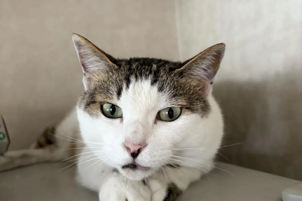 【迷子猫】大館市のまるくんを無事に保護！ペット探偵による事例をご紹介