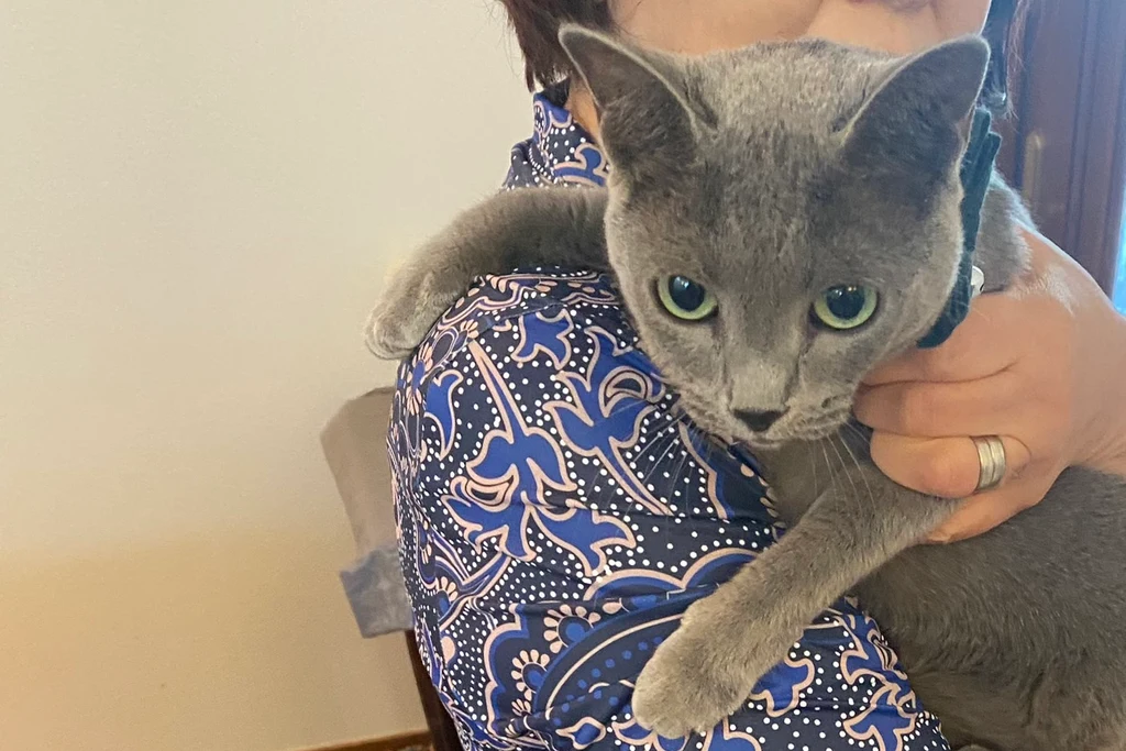 飼い主さまに抱かれる保護後の猫のミュウちゃん