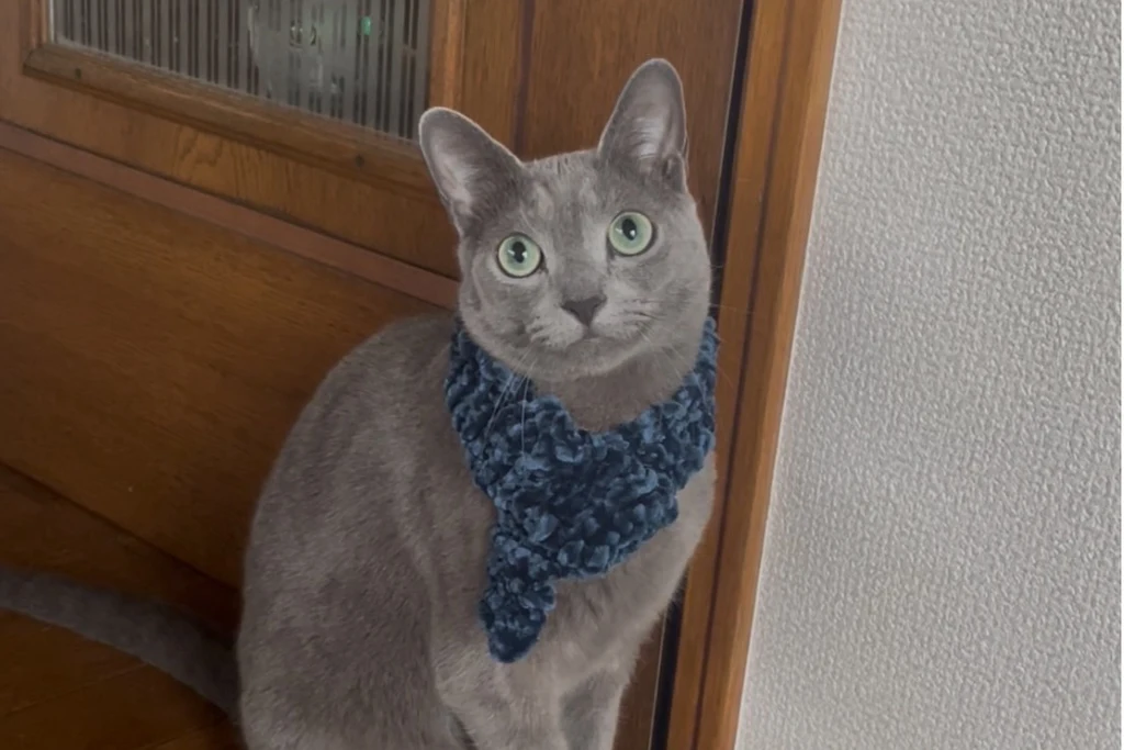 宝塚市で無事に保護された猫のミュウちゃん