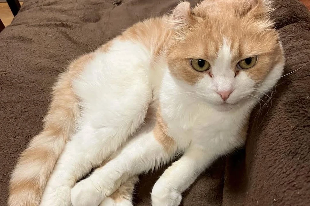 相模原市で無事に保護された猫のウララちゃん
