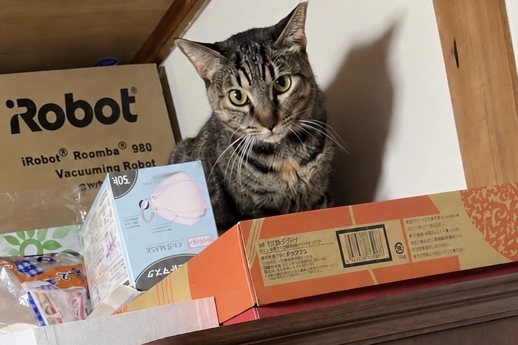 【迷子猫】大阪市のムギちゃんを無事に保護！ペット探偵による事例をご紹介