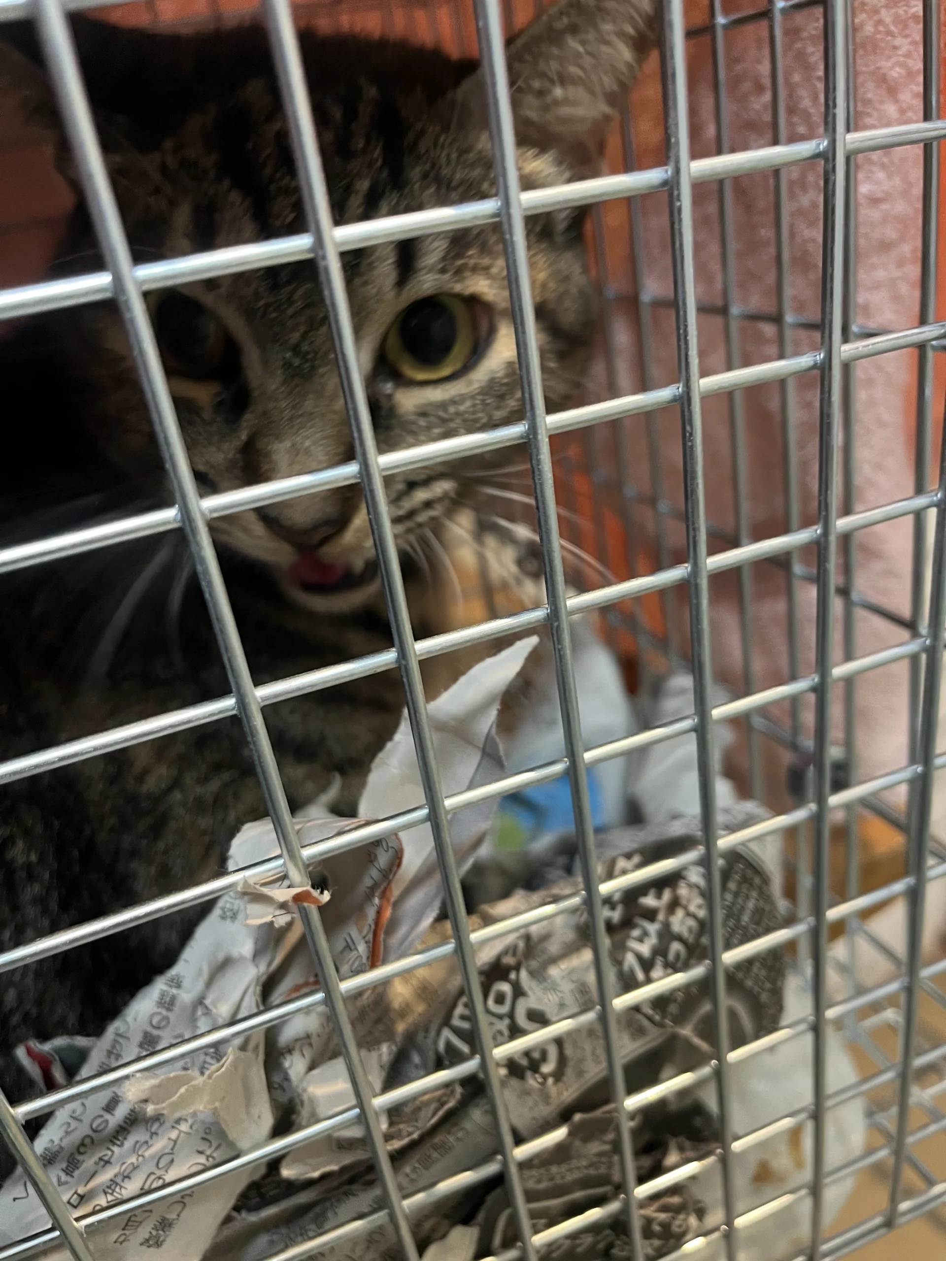 無事保護できたムギちゃん