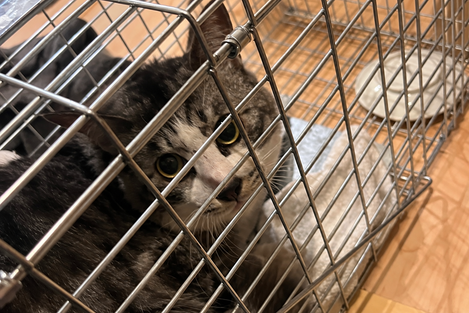 【迷子猫】大分市のモイくんを無事に保護！ペット探偵による事例をご紹介