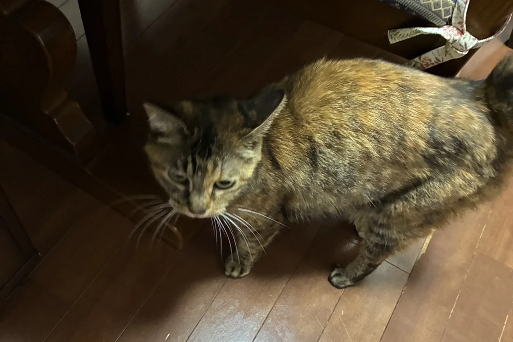 無事に保護ができた市川市のジルくん