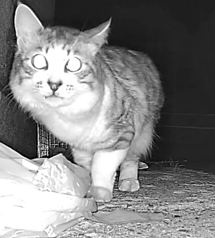 無事保護できたモイくん