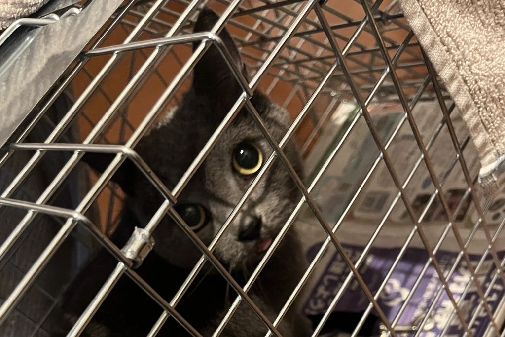 【迷子猫】名古屋市のサスケくんを無事に保護！ペット探偵による事例をご紹介