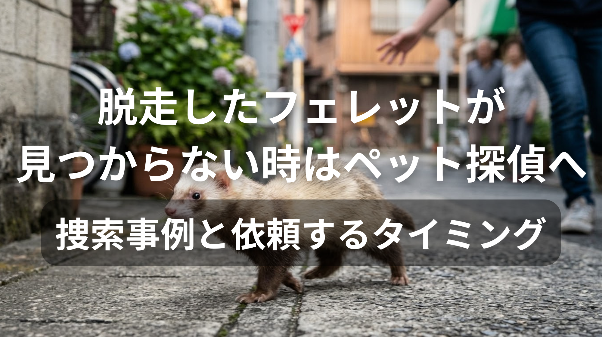 フェレットが見つからない時はペット探偵へ｜捜索事例と依頼するタイミング